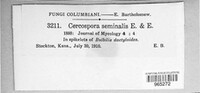 Porocercospora seminalis image